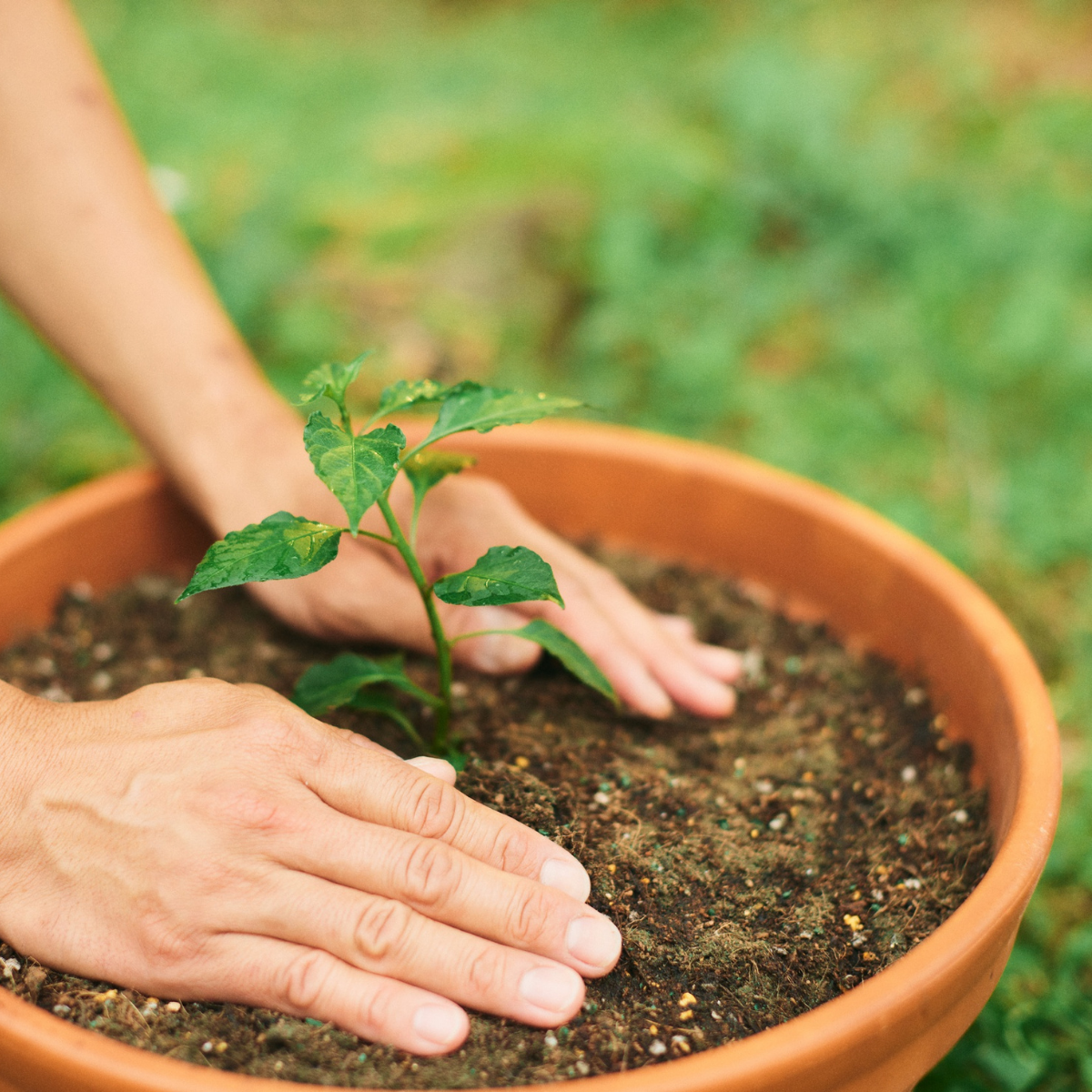 Hands gently patting soil around a small plant in a terracotta pot, with green grass in the background.